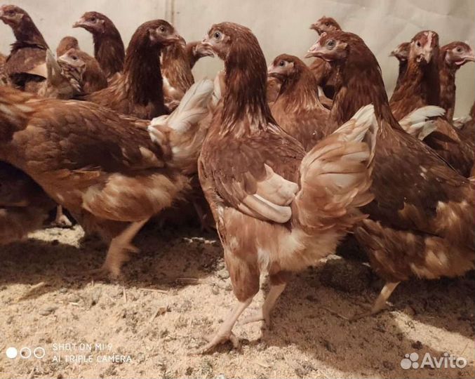 Куры несушки