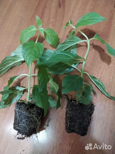 Черенки гортензии Полярный медведь