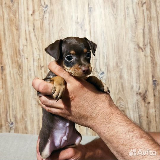 Той-терьер щенки