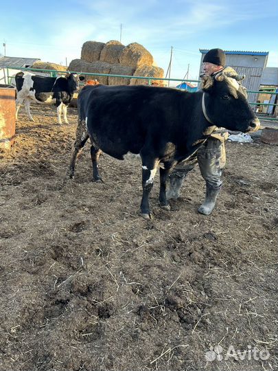 Коровы и телки