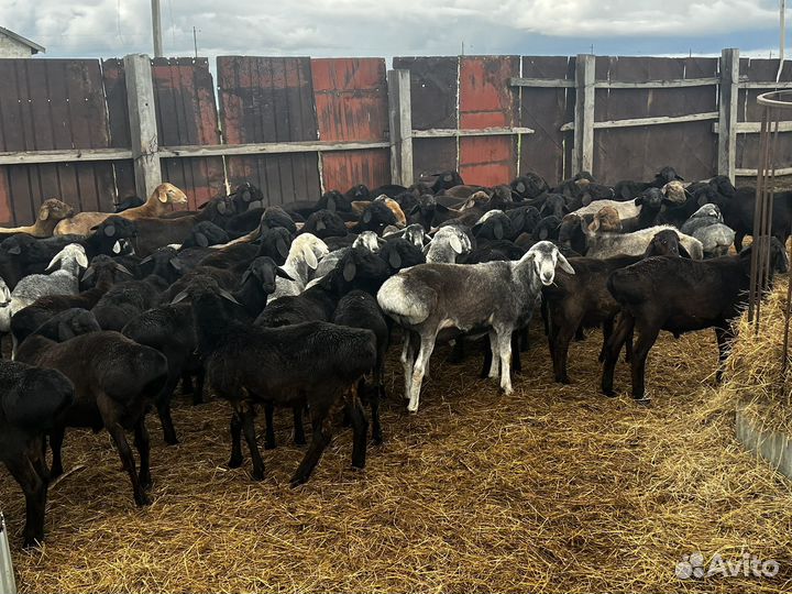 Бараны гиссары