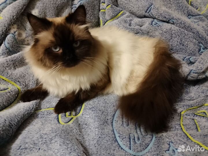 Невский маскарадный кот вязка