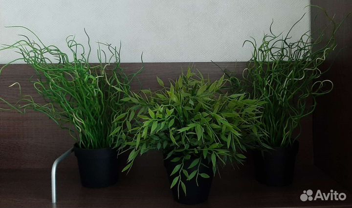 Растение IKEA