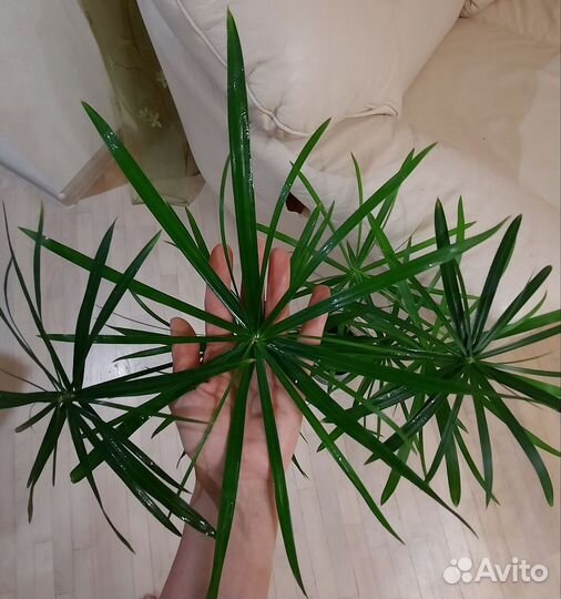 Циперус Гигантский