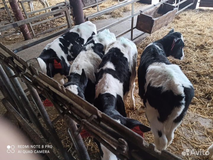 Телята бычки на откорм мясные