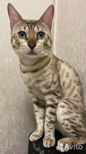 Кот Бенгал