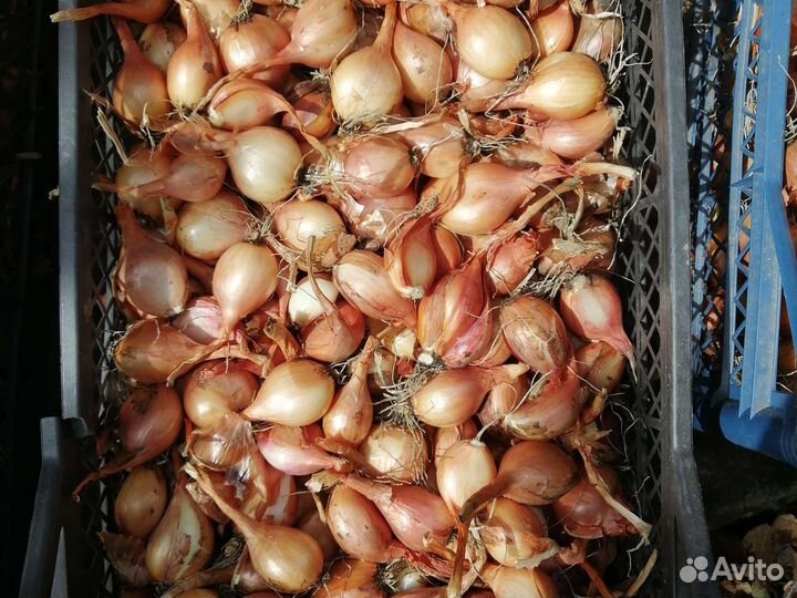 Лук семейный