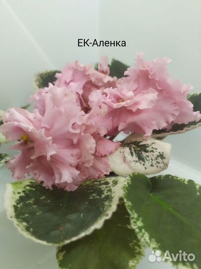 Фиалки (свежесрезанные листы)