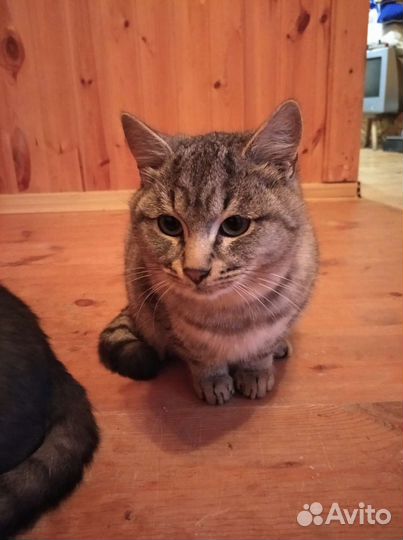 Котята в дар