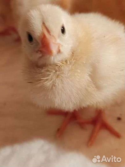 Выведу под заказ