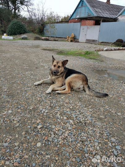 Собака в добрые руки