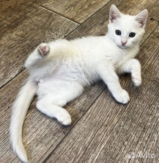 Белоснежная малышка в поисках дома