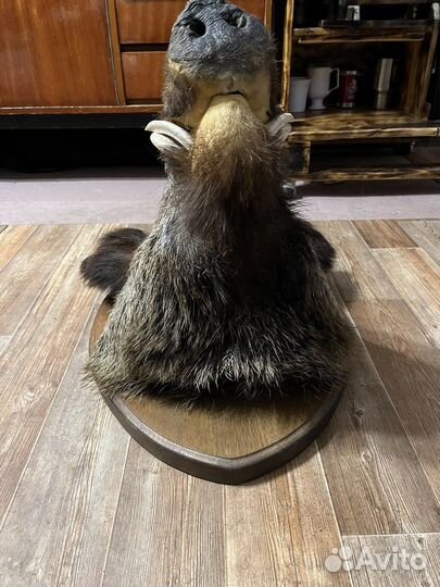 Голова чучело дикого кабана