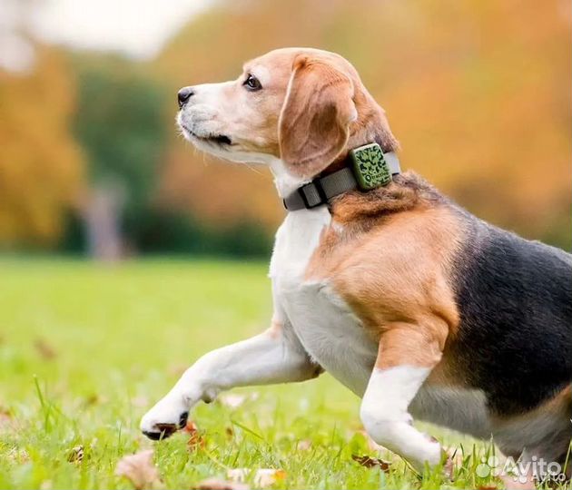 Электронный ошейник для собак