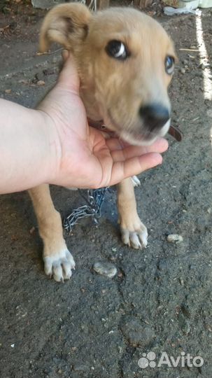 Щенок девочка в добрые руки