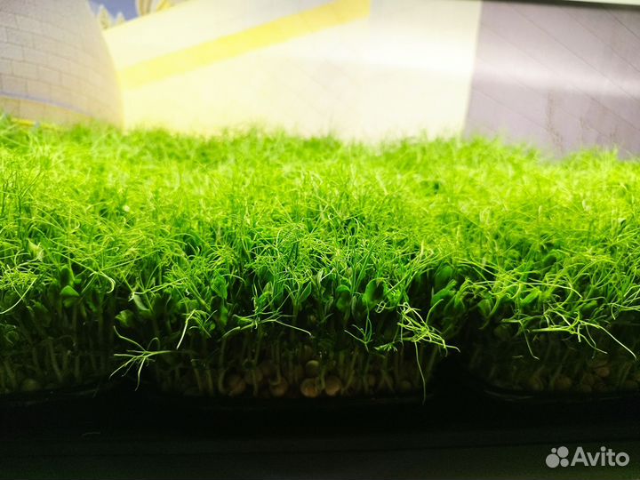 Микрозелень горох