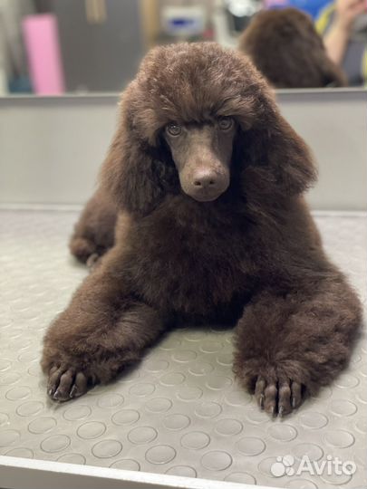 Грумер (выезд на дом)