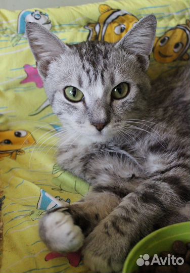 Кот Серджио