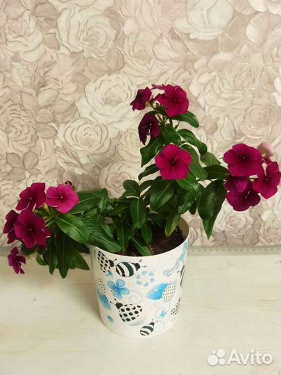 Комнатные цветы