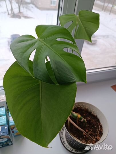 Фикус драцена