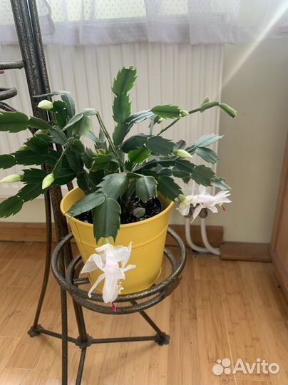 Декабристы