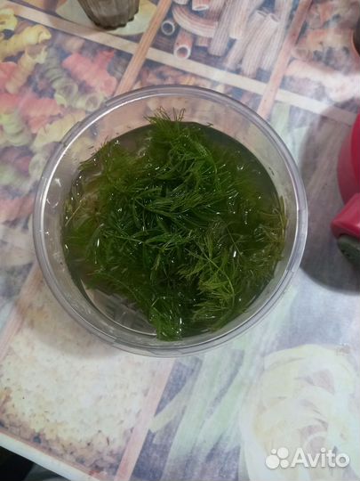 Растение в аквариумное