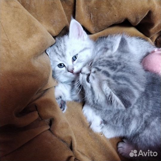 Британская