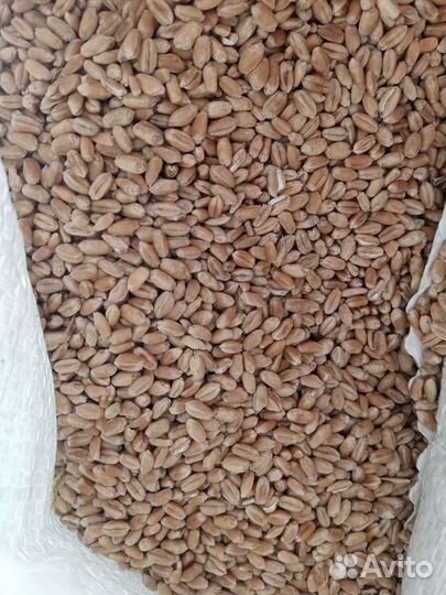 Пшеница в мешках