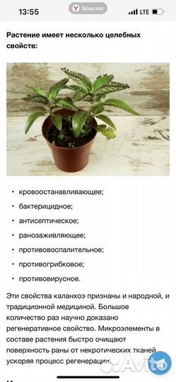 Каланхоэ лечебный и защитный (от магии)