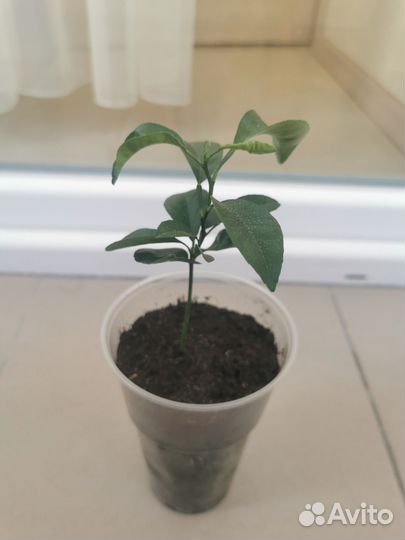 Мандариновое дерево малыши