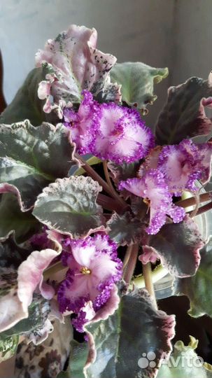 Фиалочки сортовые