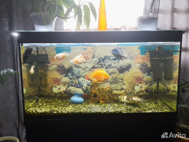 Аквариумные рыбки цихлиды