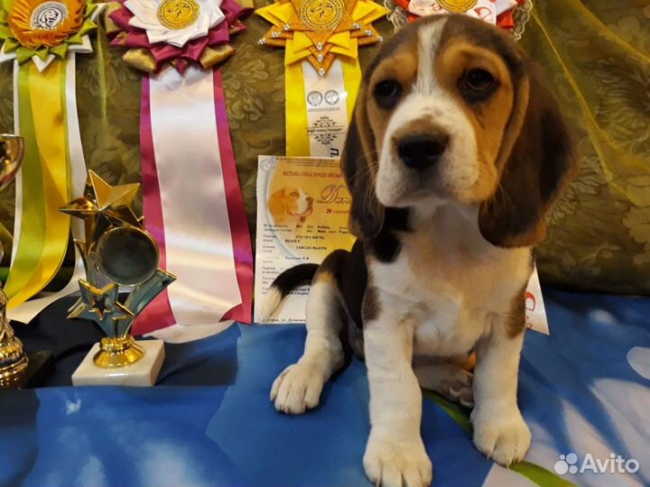 Щенки бигля ркф/FCI