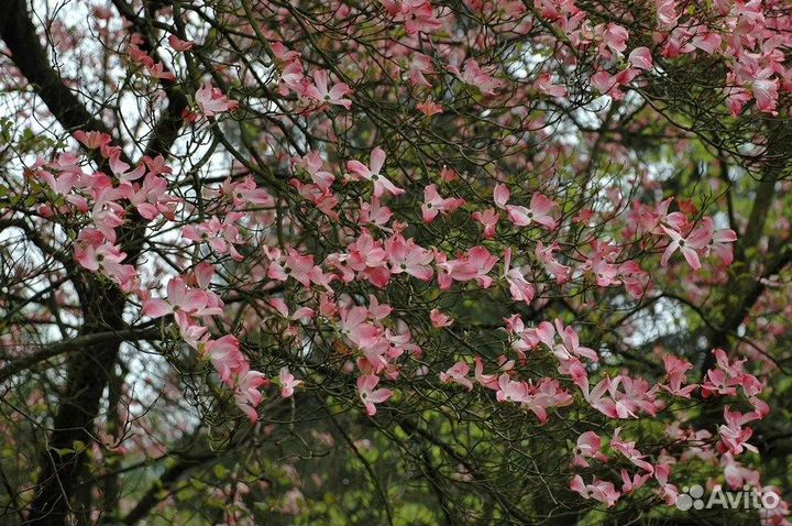 Кизил (дерен), редкие виды, семена