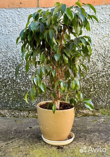 Фикус бенджамина