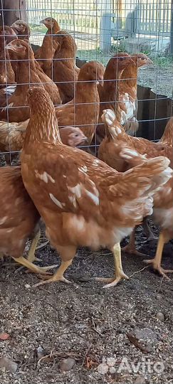 Подрощенные цыплята кур несушек