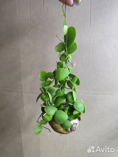 Дисхидия в ракушке