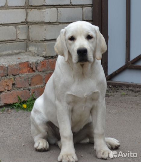Щенки лабрадора