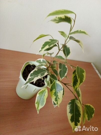 Фикусы