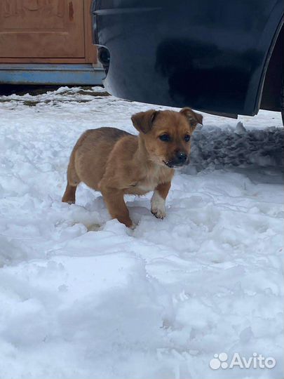 Щеночки в дар