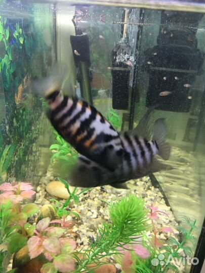 Мальки цихлазомы чернополосой