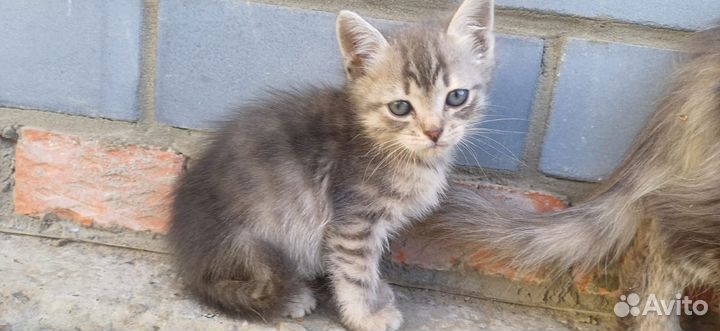 Красивые котятки бесплатно