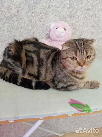 Шотландская золотая шиншилла котята