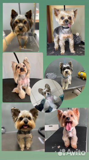 Грумер. Стрижка собак и кошек. уз чистка зубов