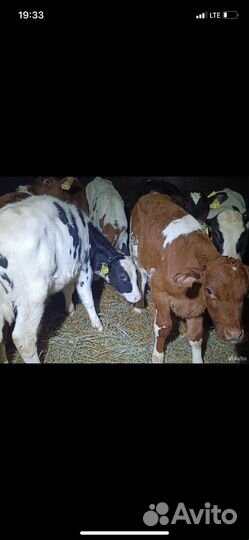 Продажа бычков