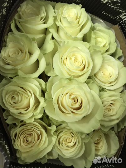 Цветы оптом розы Эквадор премиум