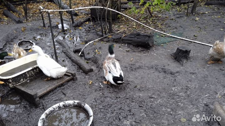 Домашняя птица