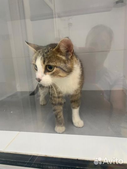 Шанс обрести семью. Кошка в клинике