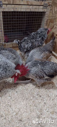 Инкубационное яйцо Борковская Барвистая/ Цыплята