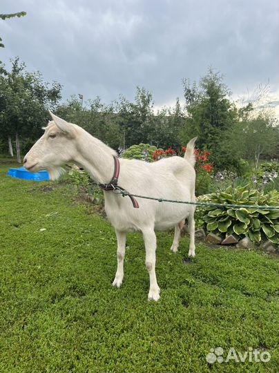 Зааненская коза